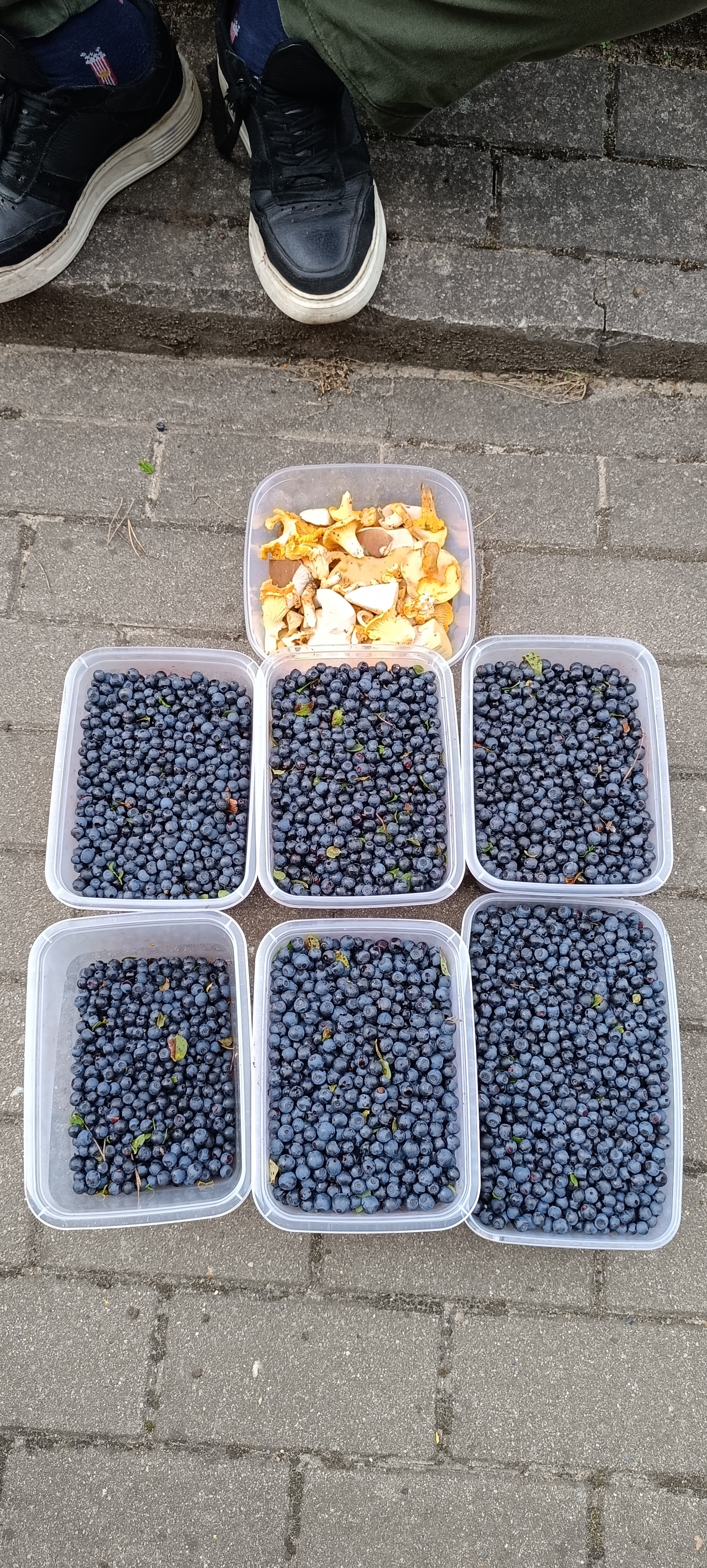 Berry picking