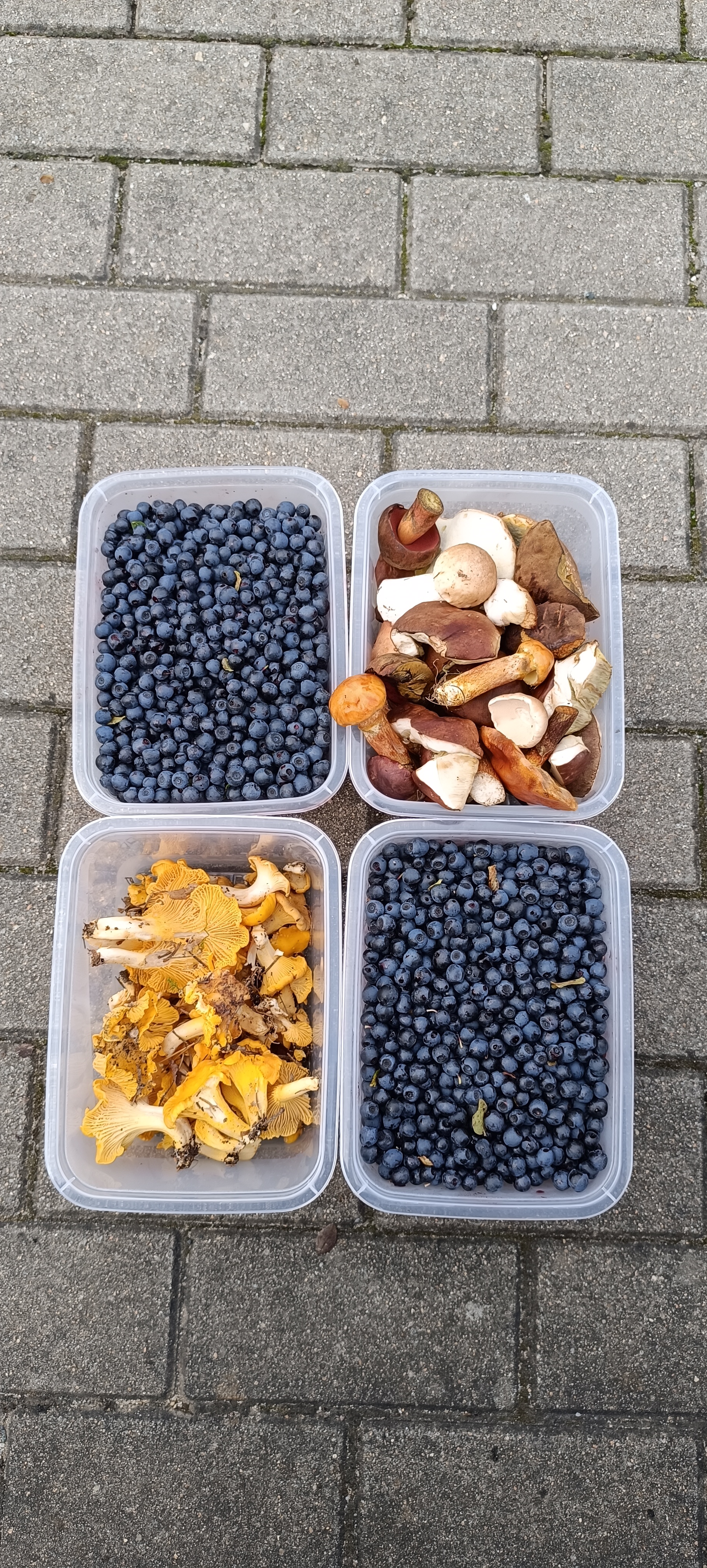 Berry picking
