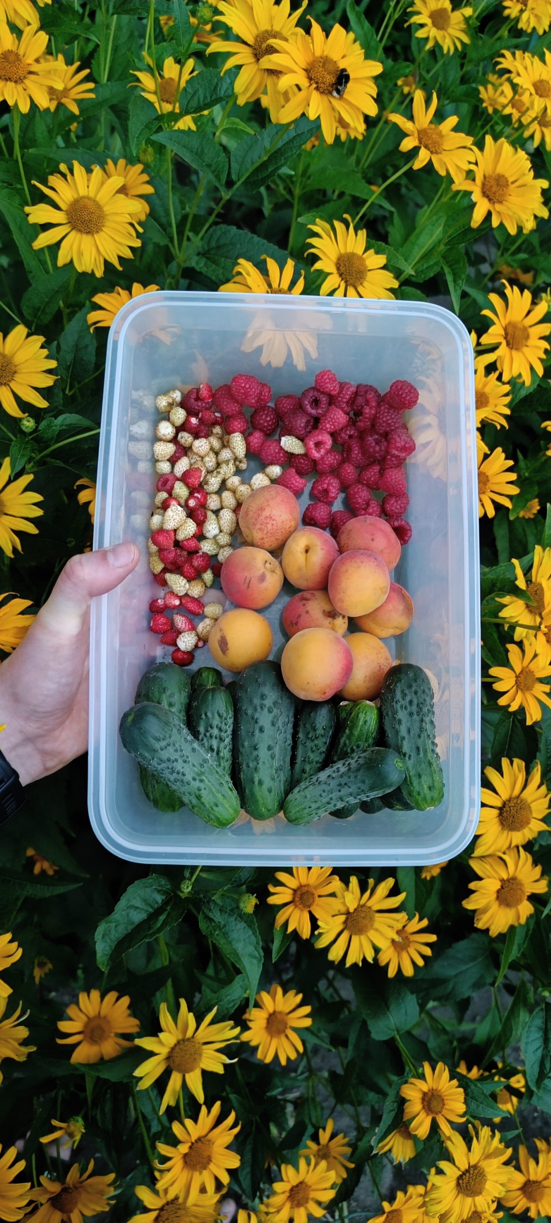 Some fruits and cucumbers