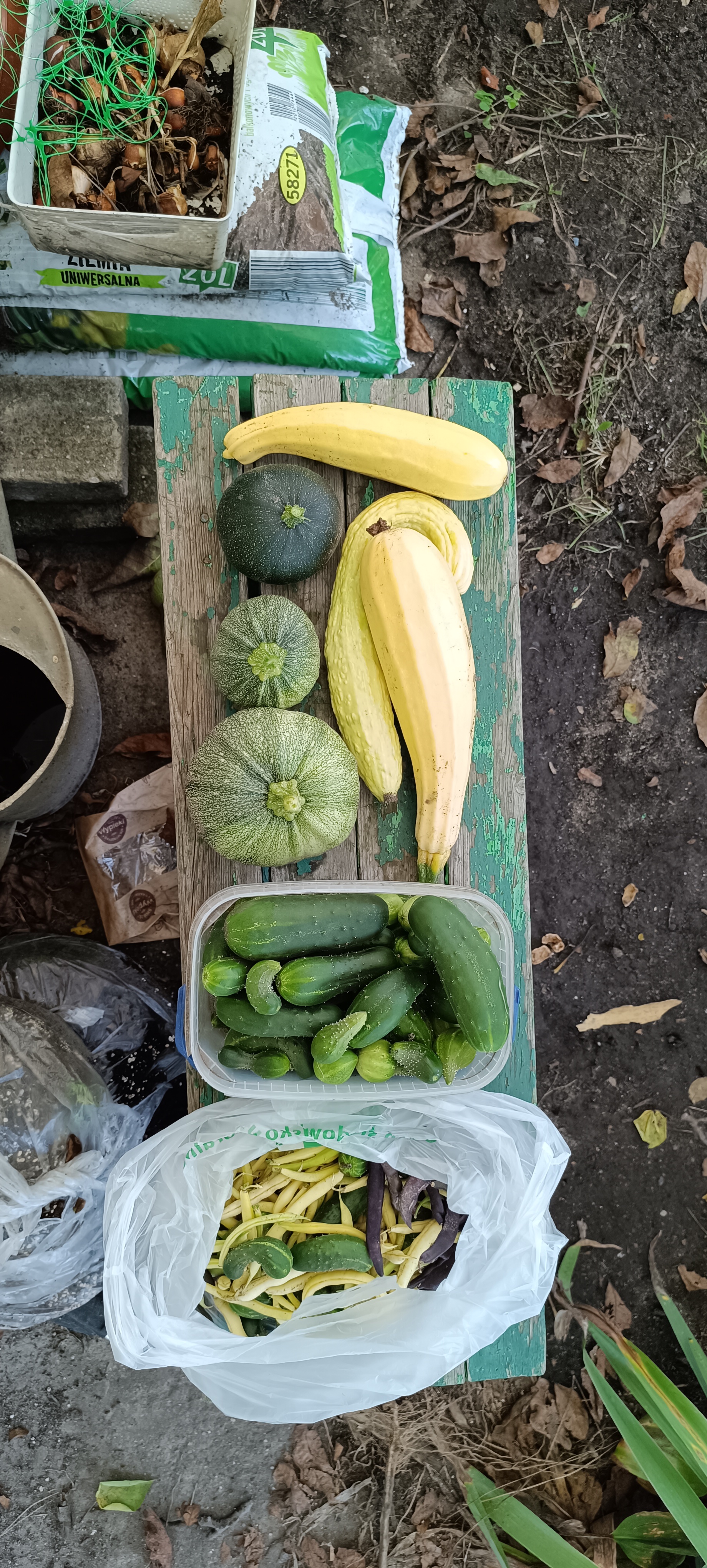 Zucchini, beans and cucumbers