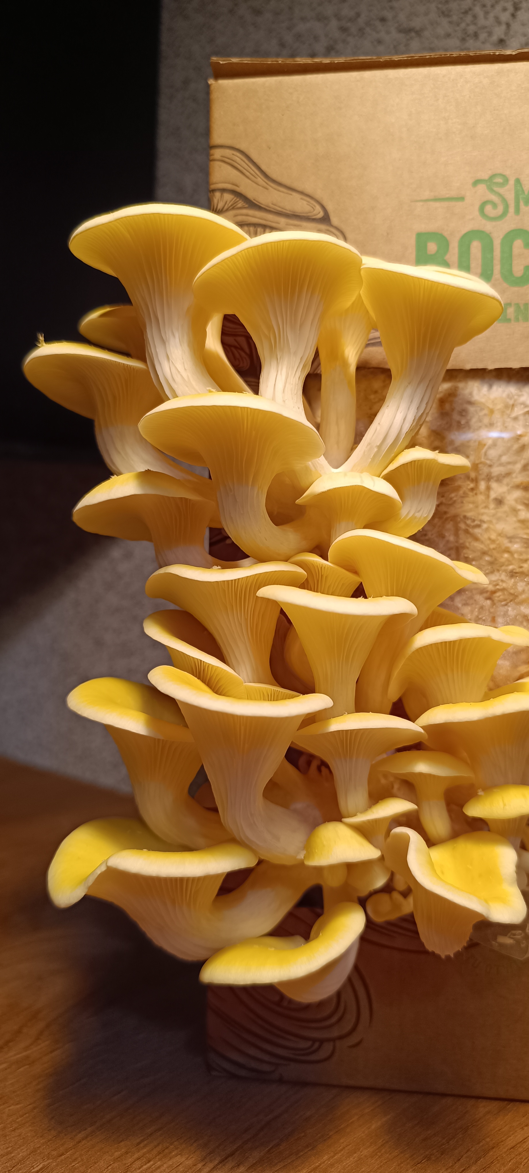 Mushrooms growing at home